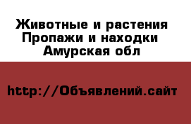 Животные и растения Пропажи и находки. Амурская обл.